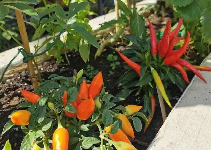 Loft With Rooftop Garden Terrace By The *